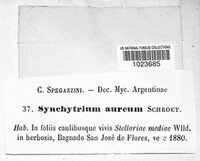 Synchytrium aureum image